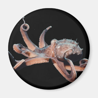 Octopus-Wild Thang Magnet