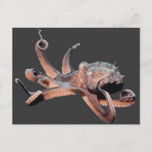 Octopus-Wild Thang Postkarte