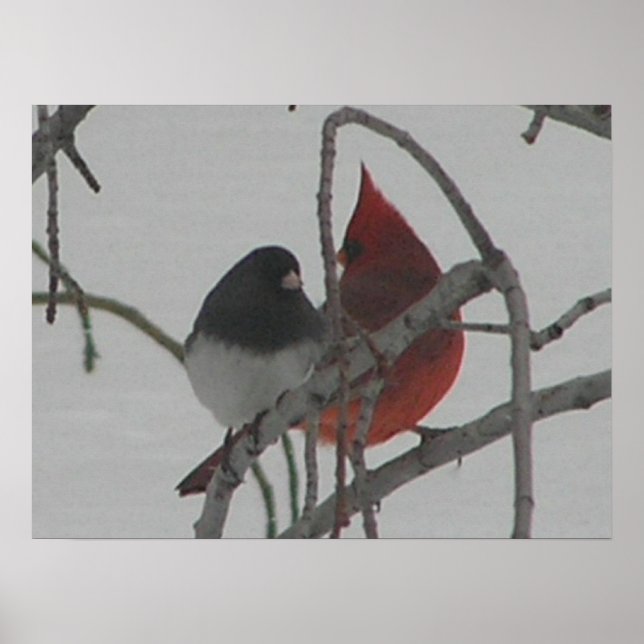 Odd Birds Poster (Vorne)