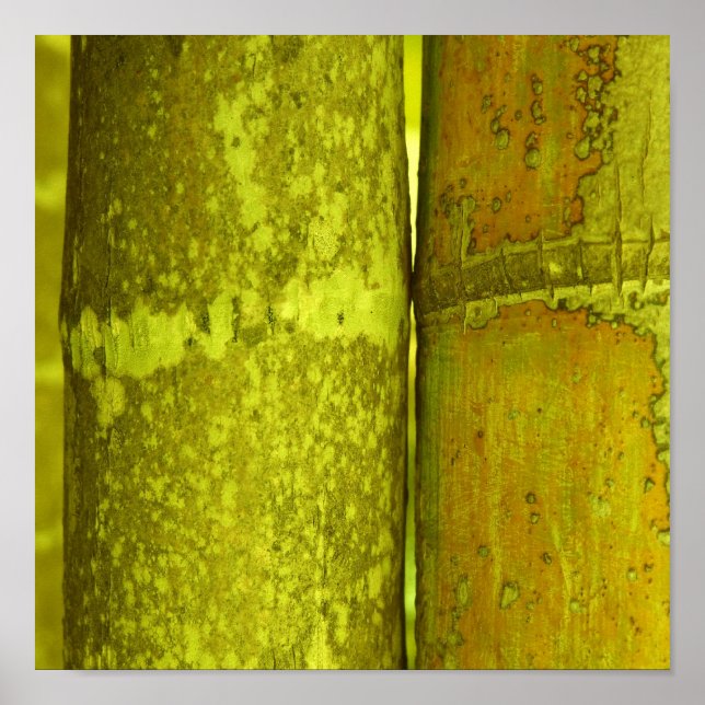 Ode an Bamboo Poster (Vorne)