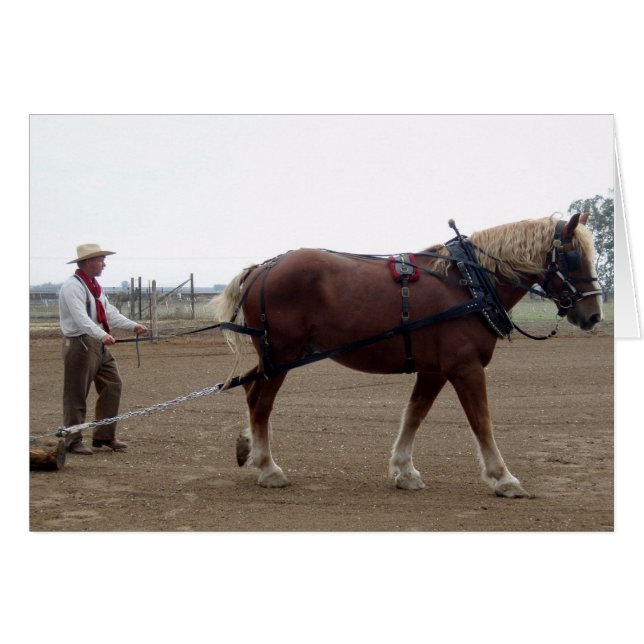 Odie, das belgische Pferd (Vorderseite (Horizontal))