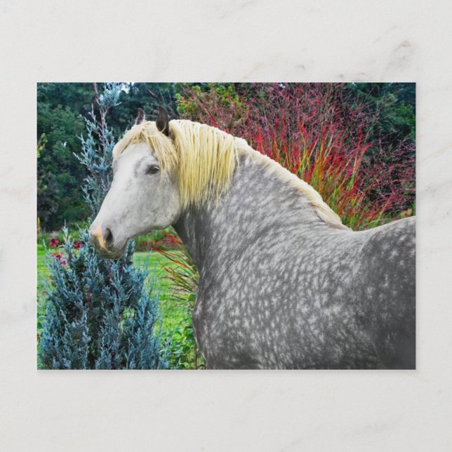 ‚Odin‘ Postkarte (Vorderseite)