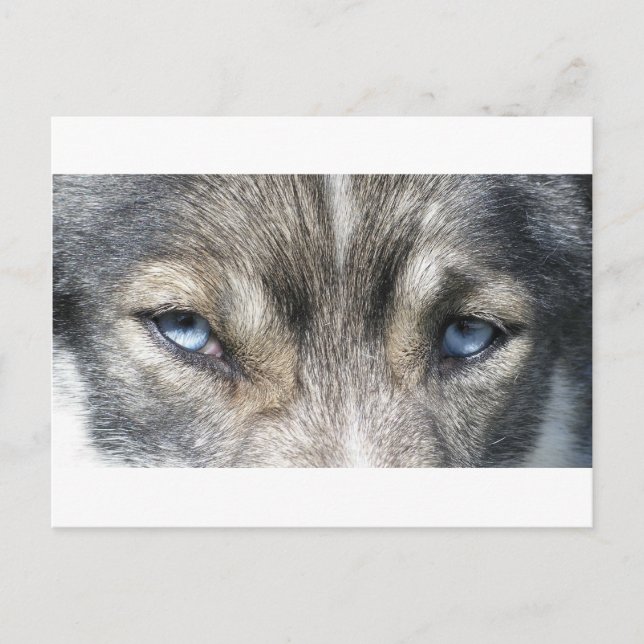 Odins Augen Postkarte (Vorderseite)