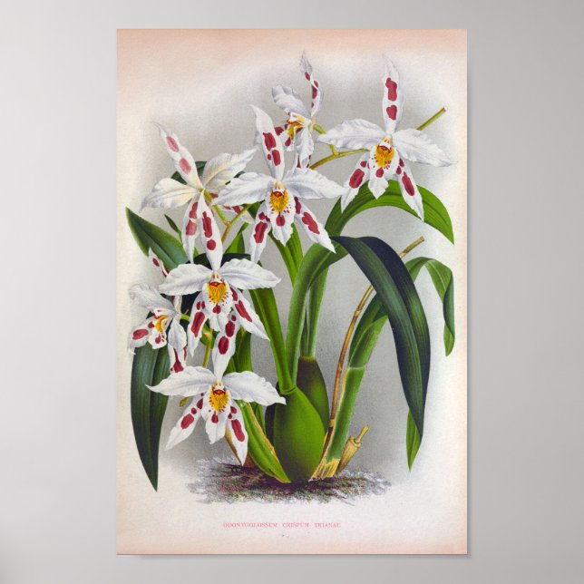 Odontoglossum Crispum Triane Vintag Weiße Orchidee Poster (Vorne)