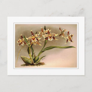 Odontoglossum hallis xanthoglossum postkarte