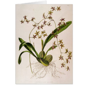 Odontoglossum Hastatum