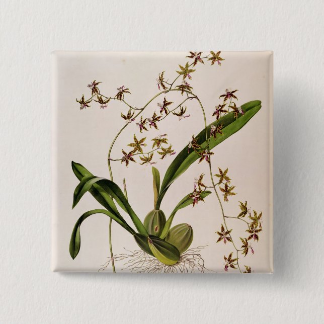 Odontoglossum Hastatum Button (Vorderseite)