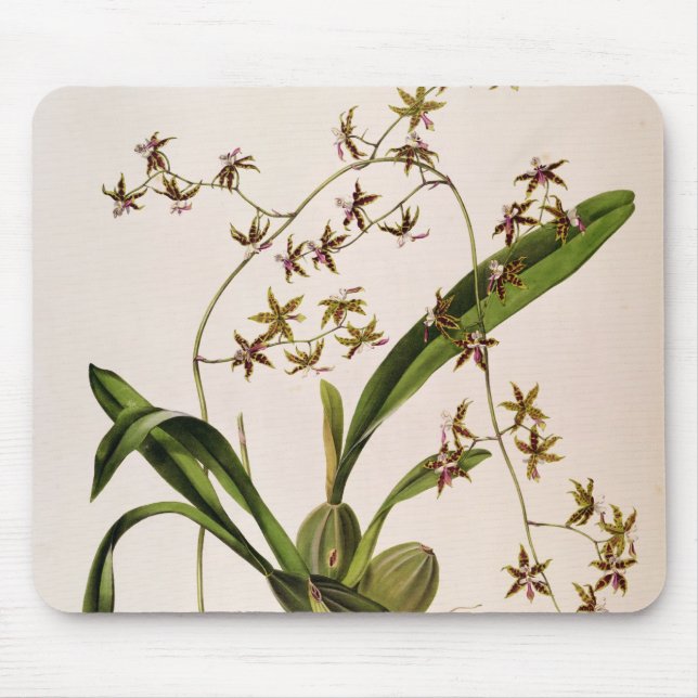 Odontoglossum Hastatum Mousepad (Vorne)
