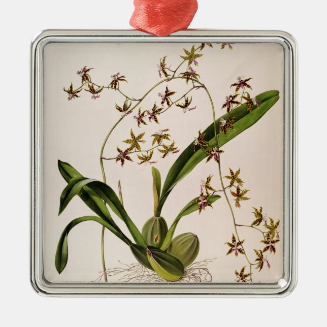 Odontoglossum Hastatum Silbernes Ornament (Vorne)