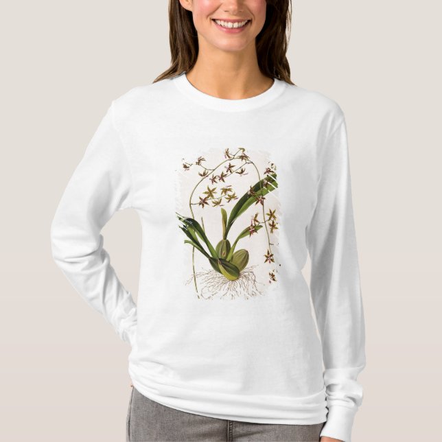 Odontoglossum Hastatum T-Shirt (Vorderseite)