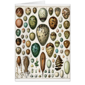 Oeufs