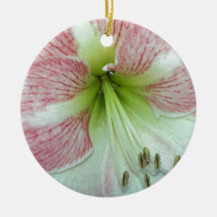 Offene Amaryllis Apfelblüte Keramikornament