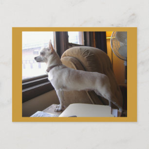 Office Chihuahua Postcard Postkarte