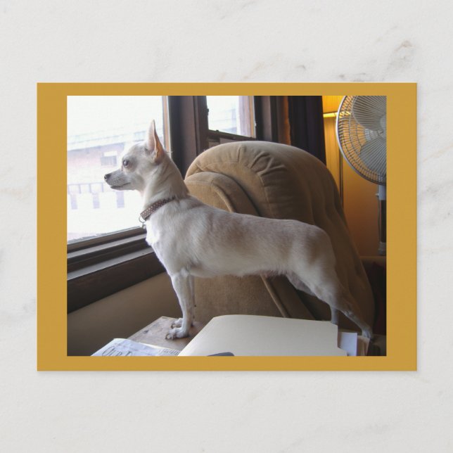 Office Chihuahua Postcard Postkarte (Vorderseite)