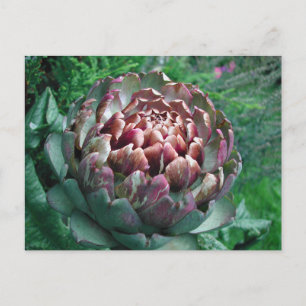 Öffnen Sie die Pflanze Artichoke. Postkarte