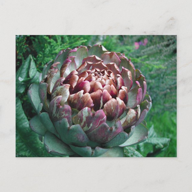 Öffnen Sie die Pflanze Artichoke. Postkarte (Vorderseite)