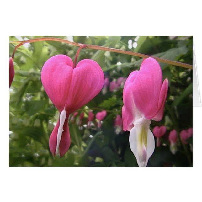 öffnen Sie Ihr Herz (Vorderseite (Horizontal))