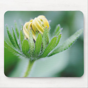 Öffnende Blüte der Kegelblume Mousepad