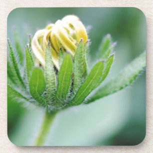 Öffnende Blüte der Kegelblume Untersetzer