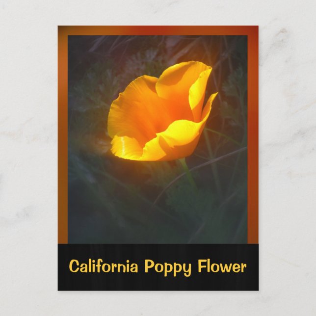Ogange California Blume Postkarte (Vorderseite)