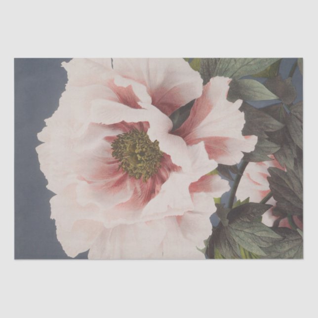 Ogawa Kazumasa | Schöne Fotomechanik Seidenpapier (Vorderseite)