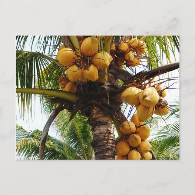 Oh Coconuts Postkarte (Vorderseite)