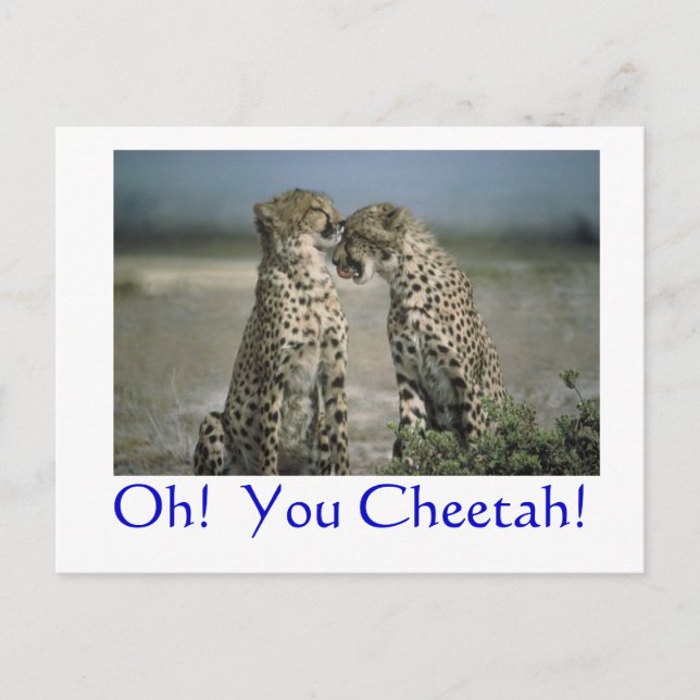 Oh!  Du Gepard! Postkarte (Vorderseite)