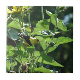 Oh, es ist wieder nur unser Paparazzi. Goldfinch Fliese