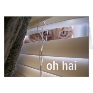 Oh Hai - Katze im Fenster