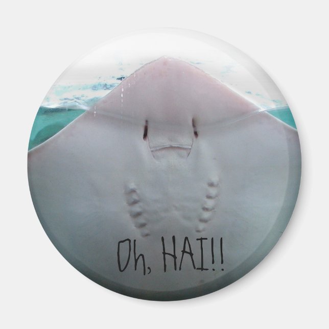 Oh, HAI! Stingray Magnet (Vorne)