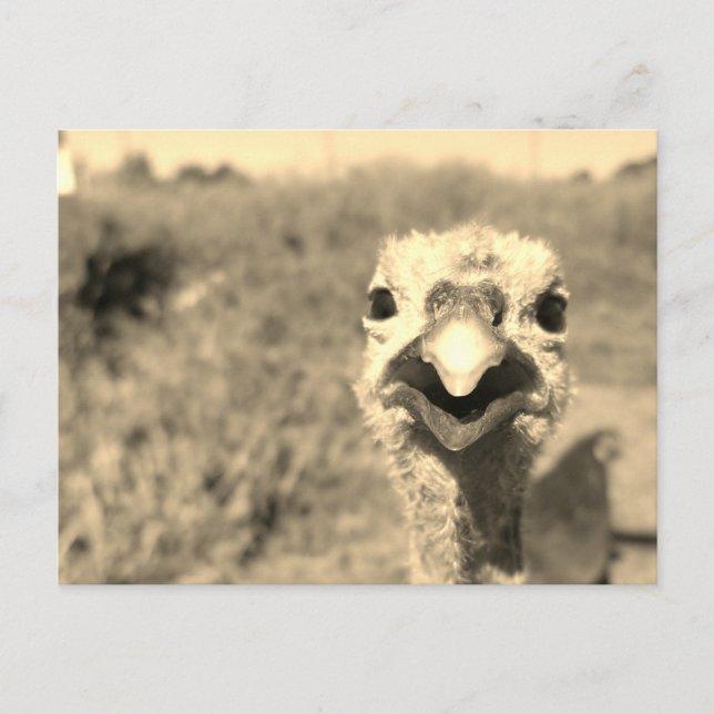 Oh... Hallo! -Postkarte Postkarte (Vorderseite)