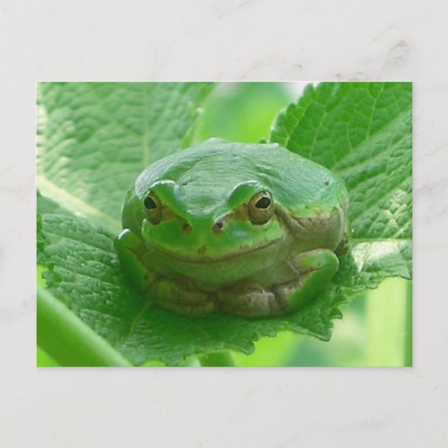 Oh Happy Day - grüner Frosch nah Postkarte (Vorderseite)