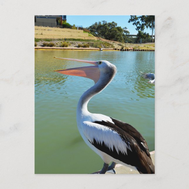 Oh Im a Happy Pelican Tra Lah, Postcard Postkarte (Vorderseite)