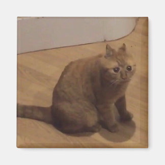 Oh nein Cringe-Katzen-Meme Magnet