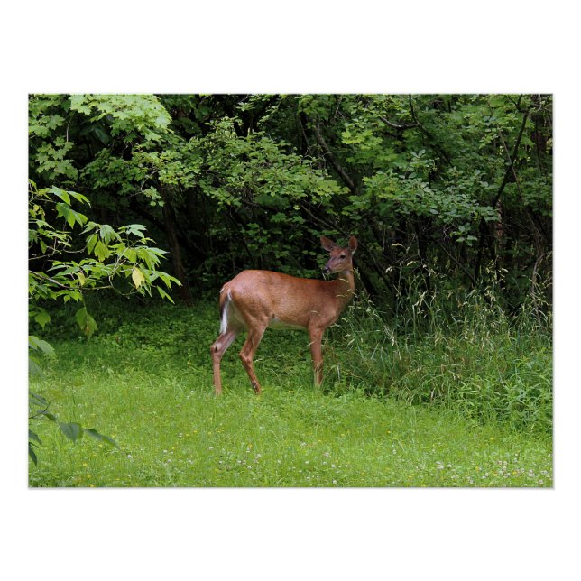 Oh Rotwild! Poster (Vorderseite)