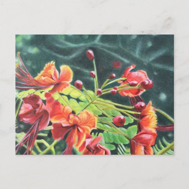 Ohai Alii Postkarte (Vorderseite)