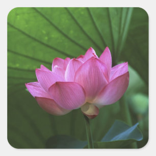 Ohga Lotus, Sankei-en Garden, Yokohama, Japan Quadratischer Aufkleber