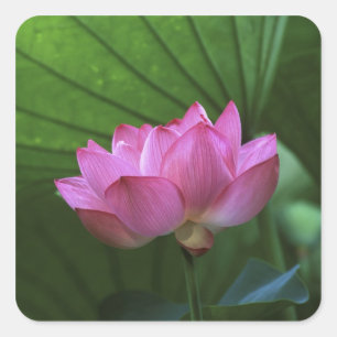 Ohga Lotus, Sankei-en Garden, Yokohama, Japan Quadratischer Aufkleber