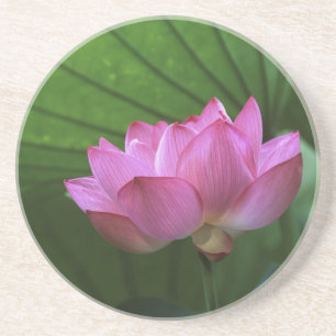 Ohga Lotus, Sankei-en Garden, Yokohama, Japan Sandstein Untersetzer