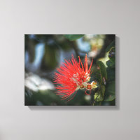 Ohia Lehua Blossom