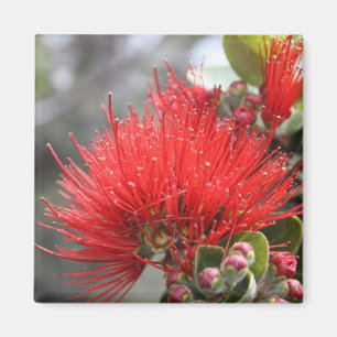 Ohia Lehua blossom Magnet