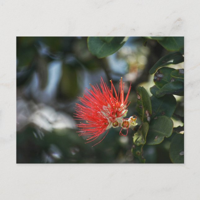 Ohia Lehua Blossom Postkarte (Vorderseite)