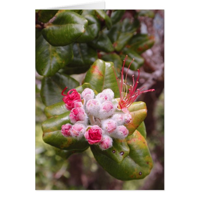 Ohia Lehua Buds (Vorne)