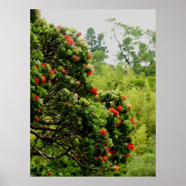 Ohia Lehua Poster (Vorne)