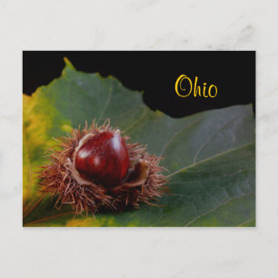 Ohio, Autumn Leaf mit Nut Postcard Postkarte