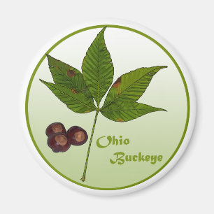 Ohio Buckeye Tree Magnet