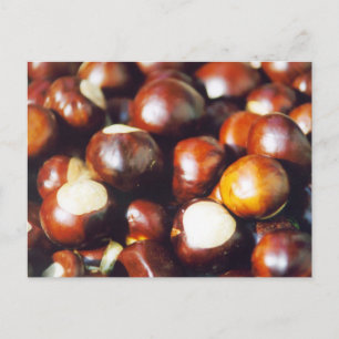 Ohio Buckeyes Postkarte