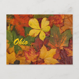 Ohio Herbstleaves Postkarte