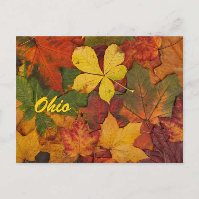 Ohio Herbstleaves Postkarte (Vorderseite)