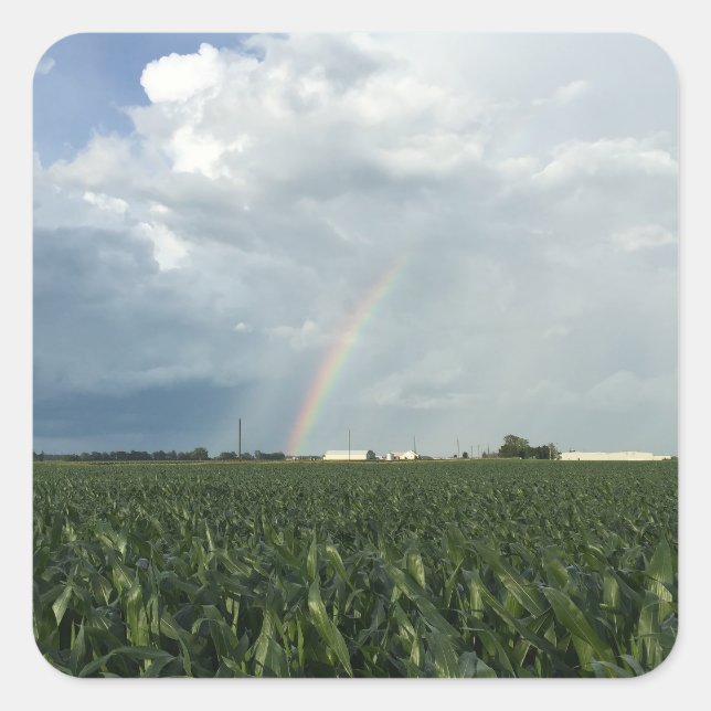 Ohio Rainbow Over Cornfield Quadratischer Aufkleber (Vorderseite)